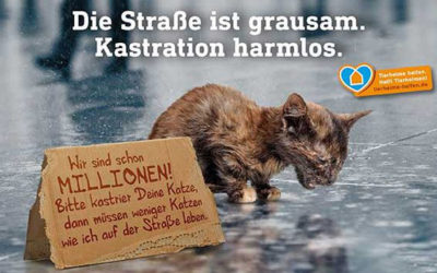 Seit April 2018 in Kraft: Katzenschutzverordnung