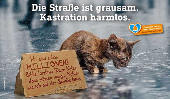 Seit April 2018 in Kraft: Katzenschutzverordnung