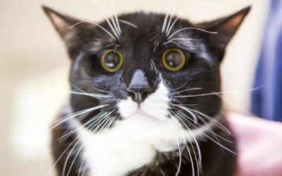 Ist die Katze kastriert, darf sie aus dem Haus