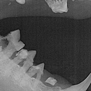 Tierarztpraxis Engels: Digitales Dentalröntgen